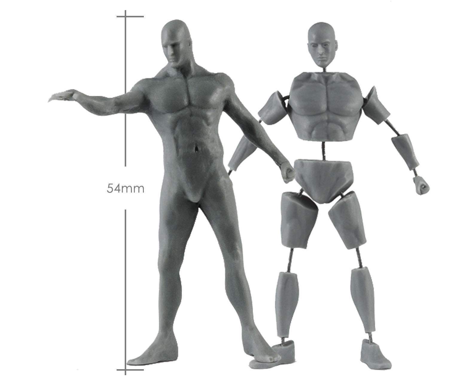 Male Anatomy Set - 54mm_ Michael Kontraros Collectibles
