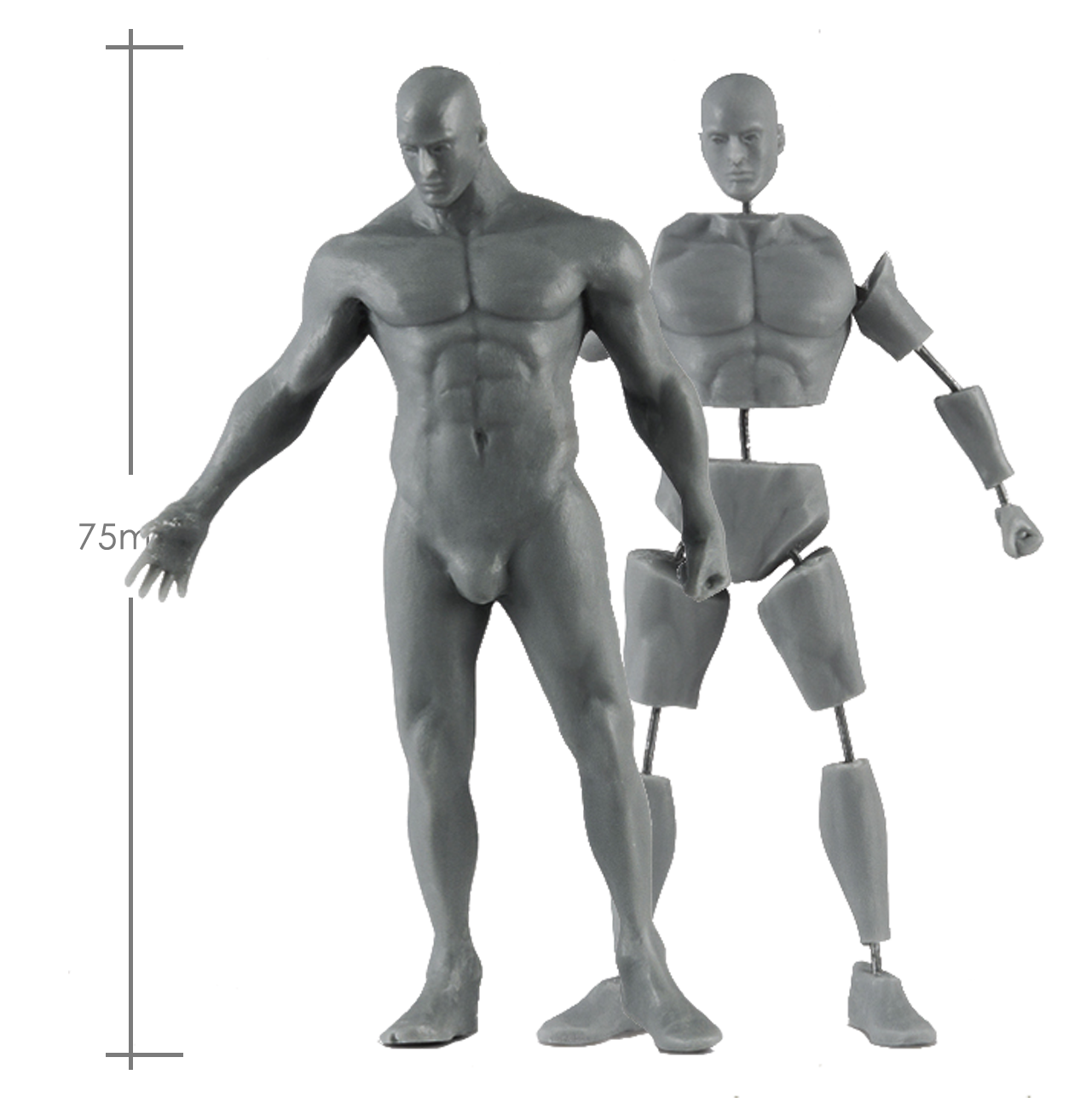 Male Anatomy Kit 75mm_ Michael Kontraros Collectibles